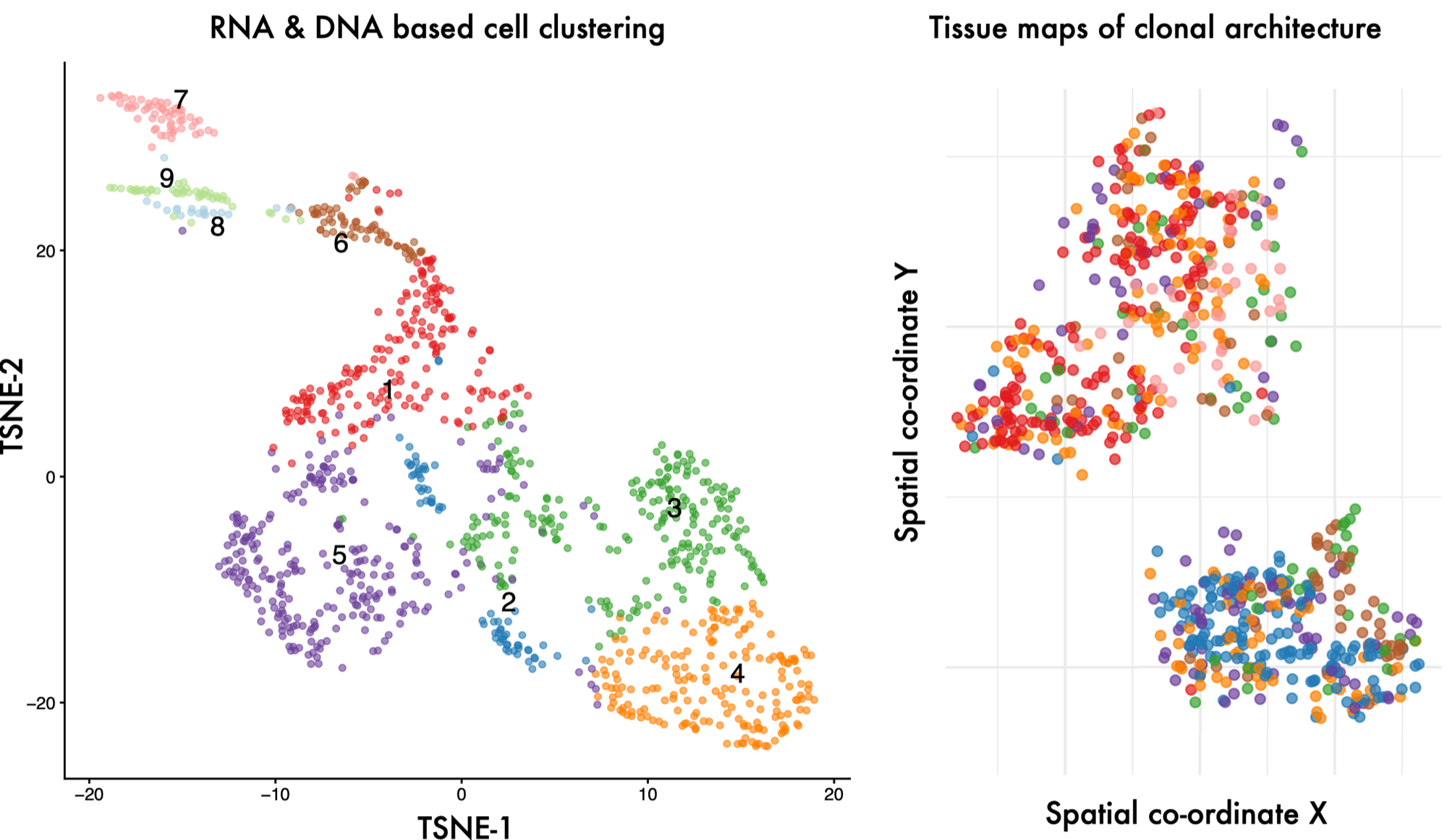 Cell clusters resolved in expression space by UMAP and t-SNE, then mapped back to their physical location within the tissue.